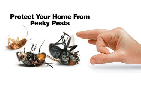 Prestige Pest Solutions